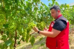 Sarıgöl’de erkence üzüm hasat dönemi yaklaşıyor