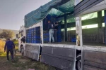 Sarıgöl’de örtüaltı üzüm hasadı devam ediyor