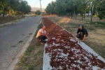 Sarıgöl’de sezonun ilk kuru üzümü çuvala girdi