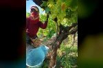 Sarıgöl’de üzüm hasadı aralıksız devam ediyor