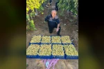 Sarıgöl’de üzüm hasadı hız kesmeden devam ediyor