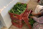 Sarıgöl’de yaprak fiyatları 35-40 TL’ye geriledi