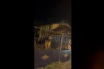 Sarıkamış’ta bu kez roller değişti: Vatandaş dışarıda bekledi, ayılar bahçede misafir oldu