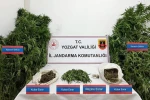 Sarıkaya’da 25 kök kenevir ele geçirildi 