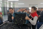 Şarköy’de zeytin hasadı yapıldı