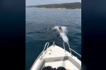 Saros Körfezi’nde yunuslar tekne ile yarıştı