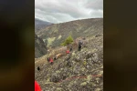 Sarp kayalıklarda mahsur kalan 2 ineği AFAD kurtardı