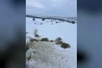 SCÜ, Yabani hayvanlar için doğaya yem bıraktı