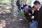 Sedir mantarının geleceği için uyarı: "Her mantar toplanmaz"