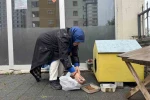 Şehir merkezine inen tilki kimseye aldırış etmeden karnını doyurdu