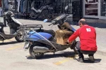 Şehrin göbeğinde oğul veren arılar ilgi odağı oldu