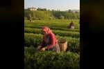 Şekerbank’tan çiftçi kadınlara destek