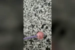Şekerin içinden taş çıktı