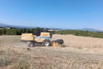 Selendi’de hububat hasadı başladı