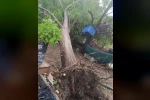 Serik’te sağanak ve hortum evin çatısına zarar verdi, iki ağacı kökünden söktü