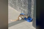 "Sevgimiz, Enerjimiz Sizinle" Projesi sokak hayvanlarına umut oldu
