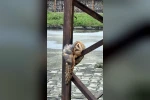 Sevimli Baykuş sokak direğinde uyuya kaldı