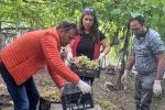Seydikemer’de bazı üzümlerde yasaklı aktif madde tespit edildi