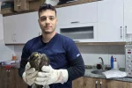 Seydikemer’de yaralı şahin tedavi altına alındı