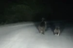 Seyir halindeki otomobilin önüne ayı çıktı