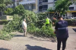 Seyir halindeki otomobilin üzerine ağaç devrildi