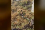Sıcak hava devasa yılanları ortaya çıkardı