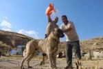 Sıcaktan bunalan dünyaca ünlü Anadolu aslanları, kışı özlemle bekliyor