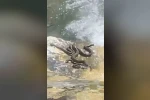 Sıcaktan bunalan yılanlar su kenarında serinledi
