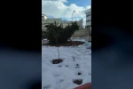 Şiddetli rüzgar hastane bahçesindeki çam ağacını devirdi