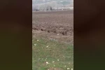 Siirt’te domuz sürüsü görüntülendi