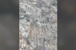 Siirt’te kayalıklarda 4 gündür mahsur kalan 2 keçi kurtarıldı