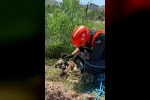 Siirt’te kuyuya düşen köpek kurtarıldı