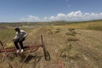 Siirt’te mercimek hasadı başladı: Çiftçinin yüzü gülüyor