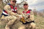 Siirt’te nesli tehlike altındaki kulaklı baykuş koruma altına alındı