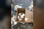 Siirt’te reklam panosuna sıkışan yavru kedi AFAD ekiplerince kurtarıldı