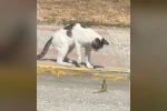 Silivri’de kedi ve kertenkelenin kavgası cep telefonu kamerasında