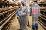 Simav’da ticari yumurtacı tavukçuluk işletmesinde ilk resmi denetim