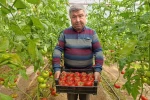Simav’da yetişen ’coğrafi işaretli’ Eynal domatesi pazarlarda ilgi görüyor