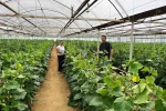 Simav’daki seralarda kontrol çalışması 