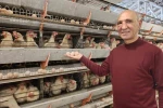 Simav’ın Kuşu beldesinde günlük 15 bin yumurta üretimi