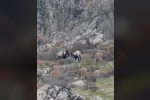 Sincik boğazına dağ keçileri indi