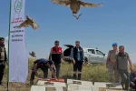 Sincik’te 200 keklik doğaya salındı