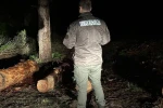 Sinop ormanları gece-gündüz koruma altında