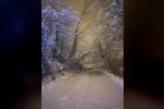 Sinop’ta ağaç devrildi