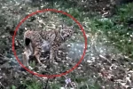 Sinop’ta vaşak görüntülendi