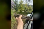 Sinop’ta yaralı kuşa şefkat eli