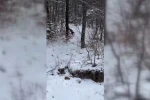 Sinop’ta yiyecek arayan karacalar kameralara yansıdı