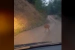 Sinop’ta yol ortasında dinlenen karaca kameraya yansıdı