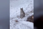 Şiran’da yerleşim alanında vaşak görüntülendi