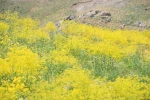 Şırnak yaylaları sarı rengine büründü
